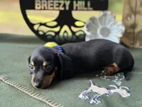 Charles, a male Miniature Dachshund for sale in Hartsfield, GA – Photo 9 of 10
