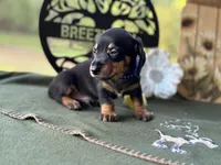 Charles, a male Miniature Dachshund for sale in Hartsfield, GA – Photo 10 of 10