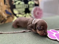 Carrie, a female Miniature Dachshund for sale in Hartsfield, GA – Photo 2 of 10