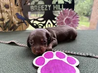Carrie, a female Miniature Dachshund for sale in Hartsfield, GA – Photo 10 of 10