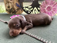 Carrie, a female Miniature Dachshund for sale in Hartsfield, GA – Photo 1 of 10