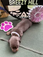 Carrie, a female Miniature Dachshund for sale in Hartsfield, GA – Photo 7 of 10