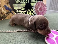 Carrie, a female Miniature Dachshund for sale in Hartsfield, GA – Photo 9 of 10