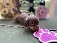 Carrie, a female Miniature Dachshund for sale in Hartsfield, GA – Photo 6 of 10