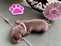 Carrie, a female Miniature Dachshund for sale in Hartsfield, GA – Photo 3 of 10