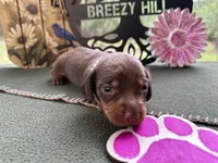 Carrie, a female Miniature Dachshund for sale in Hartsfield, GA – Photo 8 of 10