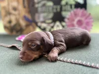 Carrie, a female Miniature Dachshund for sale in Hartsfield, GA – Photo 5 of 10