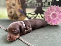 Carrie, a female Miniature Dachshund for sale in Hartsfield, GA – Photo 4 of 10