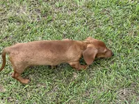 Dolly, a female Miniature Dachshund for sale in Hartsfield, GA – Photo 2 of 6