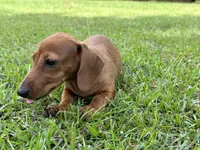 Dolly, a female Miniature Dachshund for sale in Hartsfield, GA – Photo 5 of 6