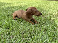 Dolly, a female Miniature Dachshund for sale in Hartsfield, GA – Photo 1 of 6