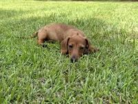 Dolly, a female Miniature Dachshund for sale in Hartsfield, GA – Photo 6 of 6