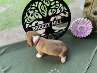 Polly, a female Beagle for sale in Hartsfield, GA – Photo 9 of 10