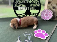 Polly, a female Beagle for sale in Hartsfield, GA – Photo 5 of 10