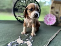 Polly, a female Beagle for sale in Hartsfield, GA – Photo 10 of 10