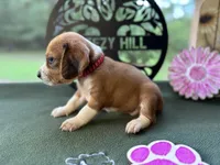 Polly, a female Beagle for sale in Hartsfield, GA – Photo 3 of 10