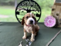 Polly, a female Beagle for sale in Hartsfield, GA – Photo 8 of 10