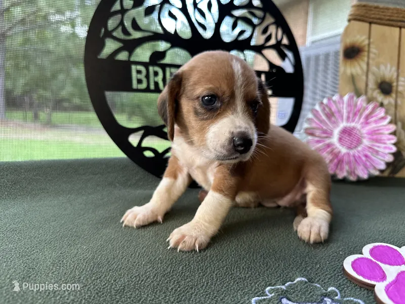 Polly, a female Beagle for sale in Hartsfield, GA – Photo 1 of 10