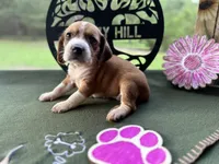 Polly, a female Beagle for sale in Hartsfield, GA – Photo 7 of 10