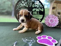 Polly, a female Beagle for sale in Hartsfield, GA – Photo 4 of 10