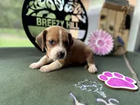 Polly, a female Beagle for sale in Hartsfield, GA – Photo 6 of 10