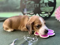 Lola, a female Beagle for sale in Hartsfield, GA – Photo 3 of 10