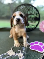 Lola, a female Beagle for sale in Hartsfield, GA – Photo 1 of 10