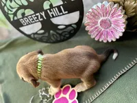 Lola, a female Beagle for sale in Hartsfield, GA – Photo 5 of 10