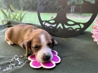 Lola, a female Beagle for sale in Hartsfield, GA – Photo 6 of 10