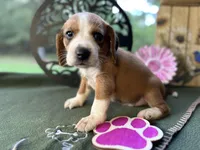 Lola, a female Beagle for sale in Hartsfield, GA – Photo 2 of 10