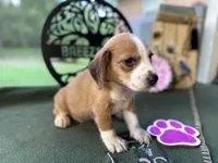 Lola, a female Beagle for sale in Hartsfield, GA – Photo 4 of 10