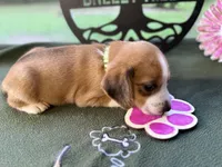 Lola, a female Beagle for sale in Hartsfield, GA – Photo 7 of 10