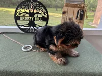 Brooks, a male Yorkshire Terrier for sale in Hartsfield, GA – Photo 5 of 10