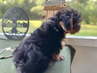 Brooks, a male Yorkshire Terrier for sale in Hartsfield, GA – Photo 4 of 10