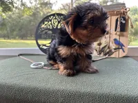 Brooks, a male Yorkshire Terrier for sale in Hartsfield, GA – Photo 9 of 10