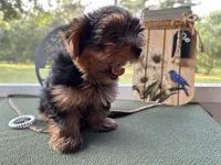 Brooks, a male Yorkshire Terrier for sale in Hartsfield, GA – Photo 2 of 10