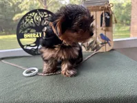 Brooks, a male Yorkshire Terrier for sale in Hartsfield, GA – Photo 8 of 10