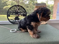 Brooks, a male Yorkshire Terrier for sale in Hartsfield, GA – Photo 6 of 10