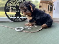 Brooks, a male Yorkshire Terrier for sale in Hartsfield, GA – Photo 10 of 10