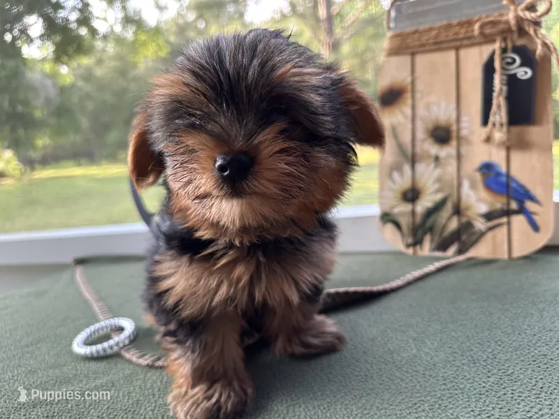 Brooks, a male Yorkshire Terrier for sale in Hartsfield, GA – Photo 1 of 10
