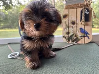Brooks, a male Yorkshire Terrier for sale in Hartsfield, GA – Photo 7 of 10