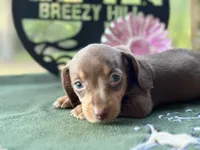 Mary, a female Miniature Dachshund for sale in Hartsfield, GA – Photo 8 of 10