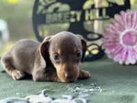 Mary, a female Miniature Dachshund for sale in Hartsfield, GA – Photo 6 of 10