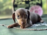 Mary, a female Miniature Dachshund for sale in Hartsfield, GA – Photo 4 of 10
