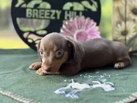 Mary, a female Miniature Dachshund for sale in Hartsfield, GA – Photo 5 of 10