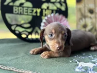 Mary, a female Miniature Dachshund for sale in Hartsfield, GA – Photo 7 of 10