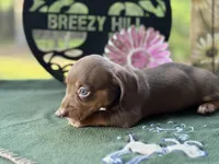 Mary, a female Miniature Dachshund for sale in Hartsfield, GA – Photo 10 of 10