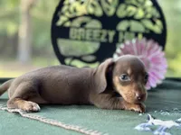 Mary, a female Miniature Dachshund for sale in Hartsfield, GA – Photo 3 of 10