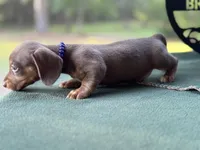 Mary, a female Miniature Dachshund for sale in Hartsfield, GA – Photo 9 of 10