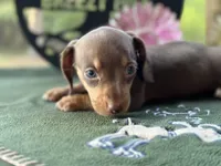 Mary, a female Miniature Dachshund for sale in Hartsfield, GA – Photo 1 of 10